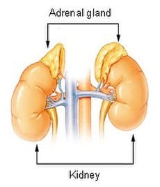 adrenal gland location - adrenal support roll-on recipe