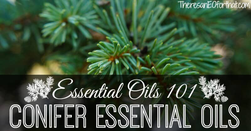 Conifer Essential Oils