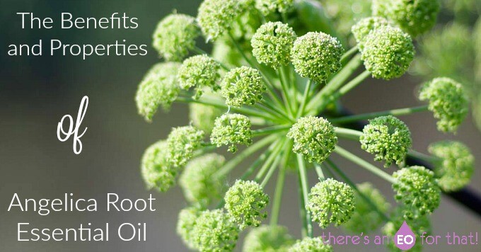 The Properties of angelica root essential oil