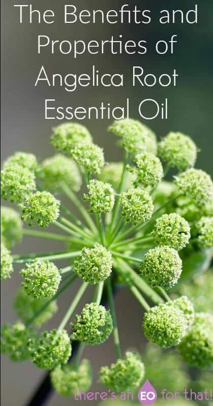 The Benefits and Properties of Angelica Root Essential Oil - Learn why this EO is called Angel's Herb and how it was used therapeutically for coughs, digestion, nervousness, and anxiety.