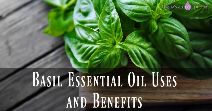 Basil Essential Oil Uses and Benefits