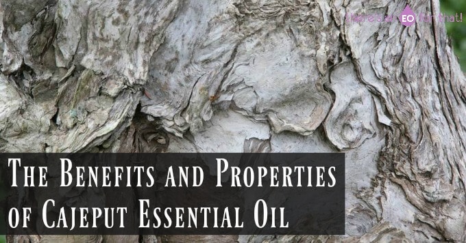 The Benefits and Properties of Cajeput Essential Oil