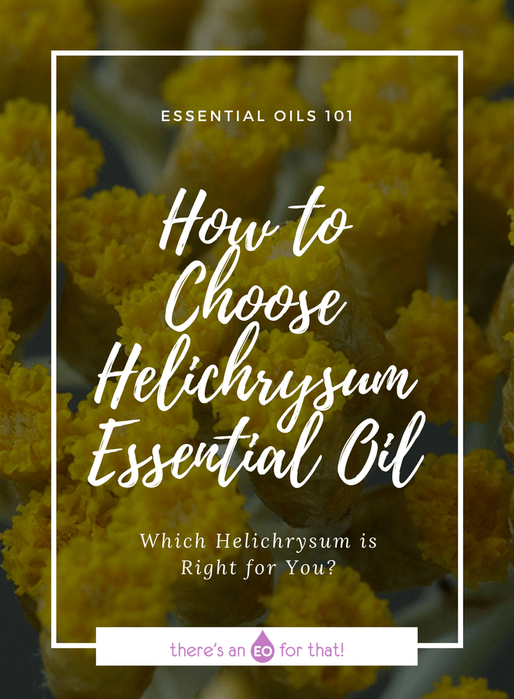 How to Choose Helichrysum Essential Oil - Learn how to choose the appropriate helichrysum for you needs like beauty, anti-aging, pain relief, or muscular aches.