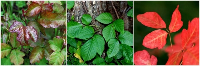 Essential Oils for Poison Ivy
