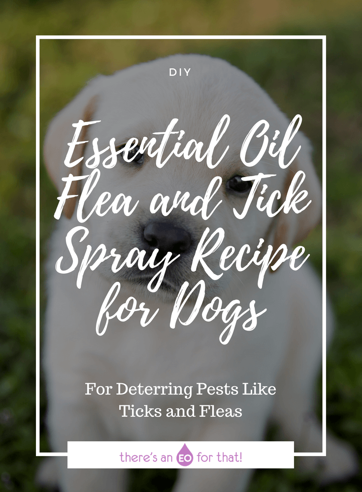 Essential Oil Flea and Tick Spray Recipe for Dogs - This spray is perfect for deterring ticks and fleas from your dog by using potent essential oils that pests hate!