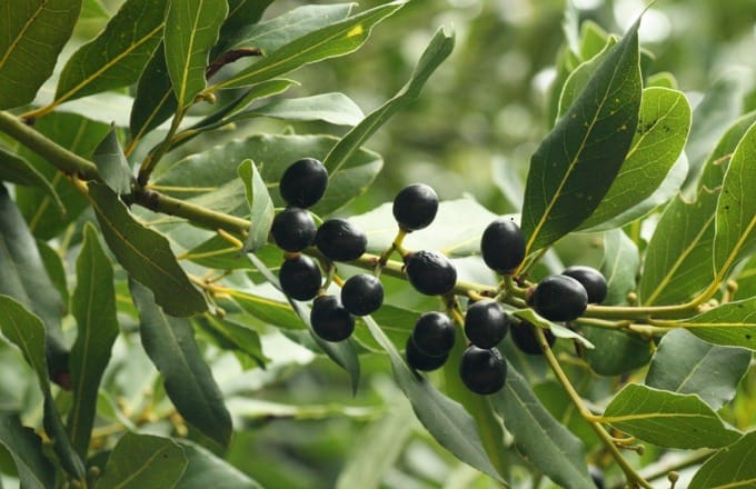 The Benefits and Properties of Bay Laurel Essential Oil - Bay laurel berries