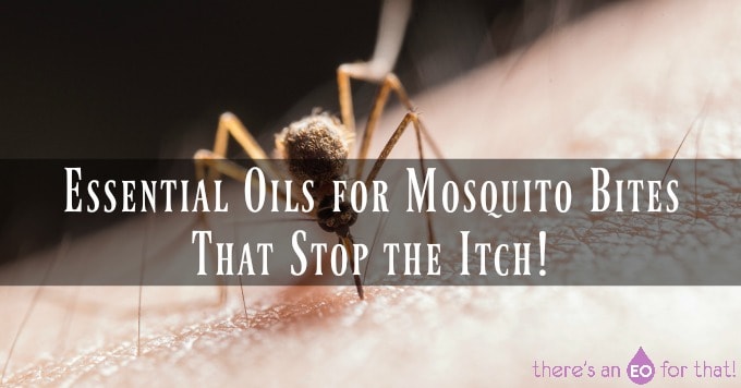A biting mosquito - essential oils for mosquito bites that actually work
