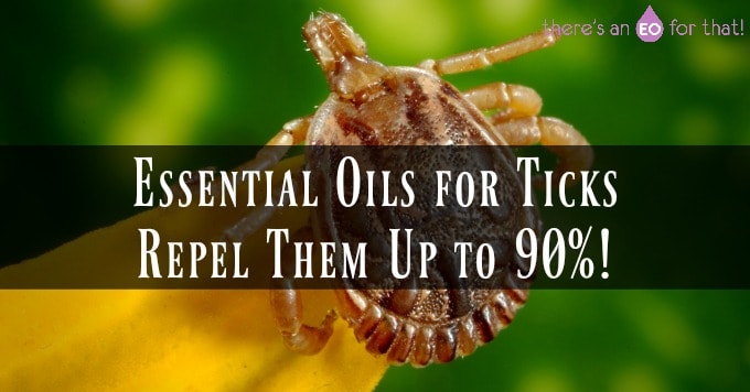 Closeup of a tick - the best essential oils for ticks