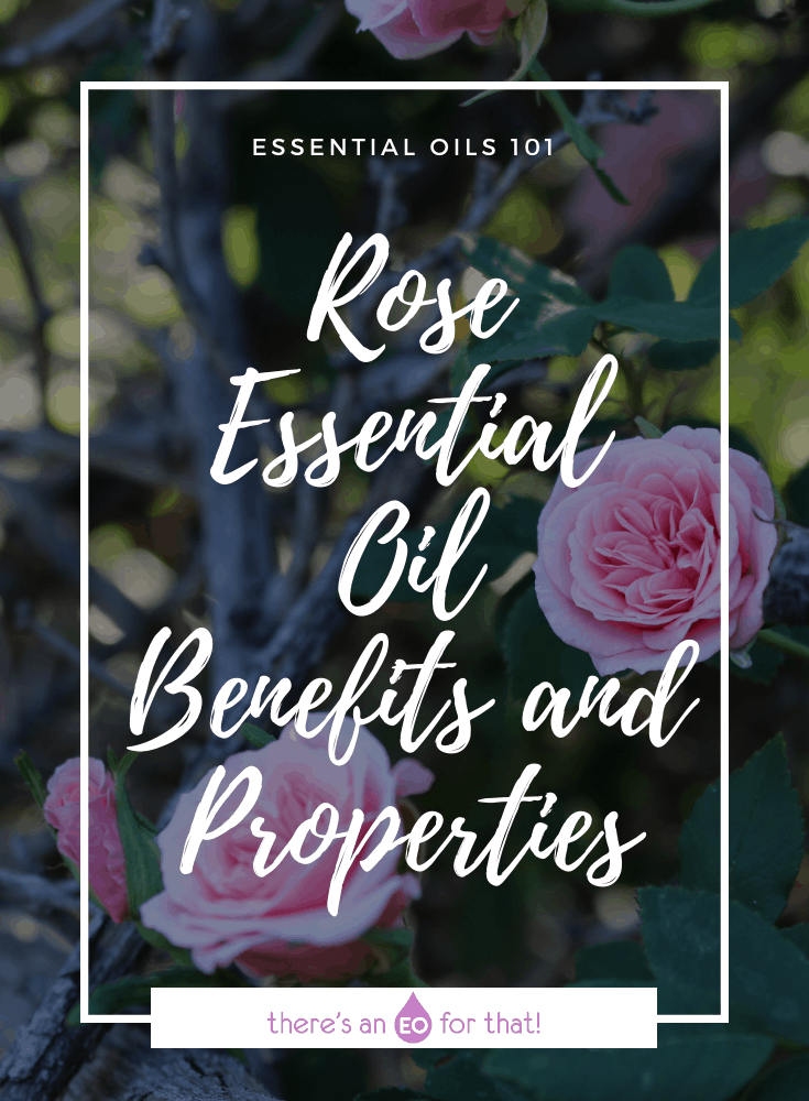Rose Essential Oil Benefits and Properties