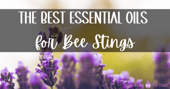 bee on lavender flower - the best essential oil for bee sting