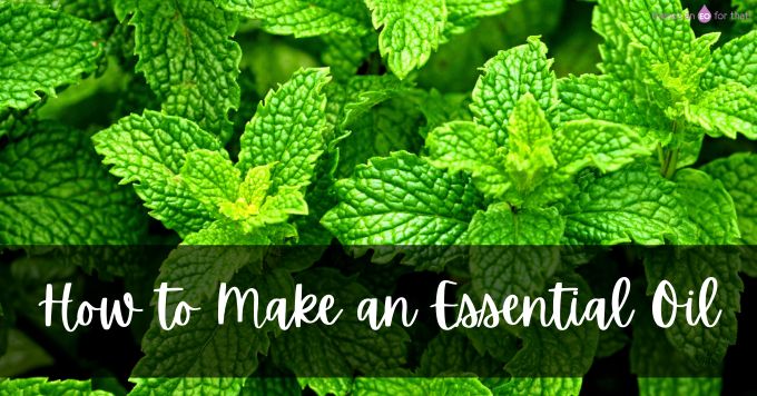 how to make an essential oil - picture of fresh peppermint